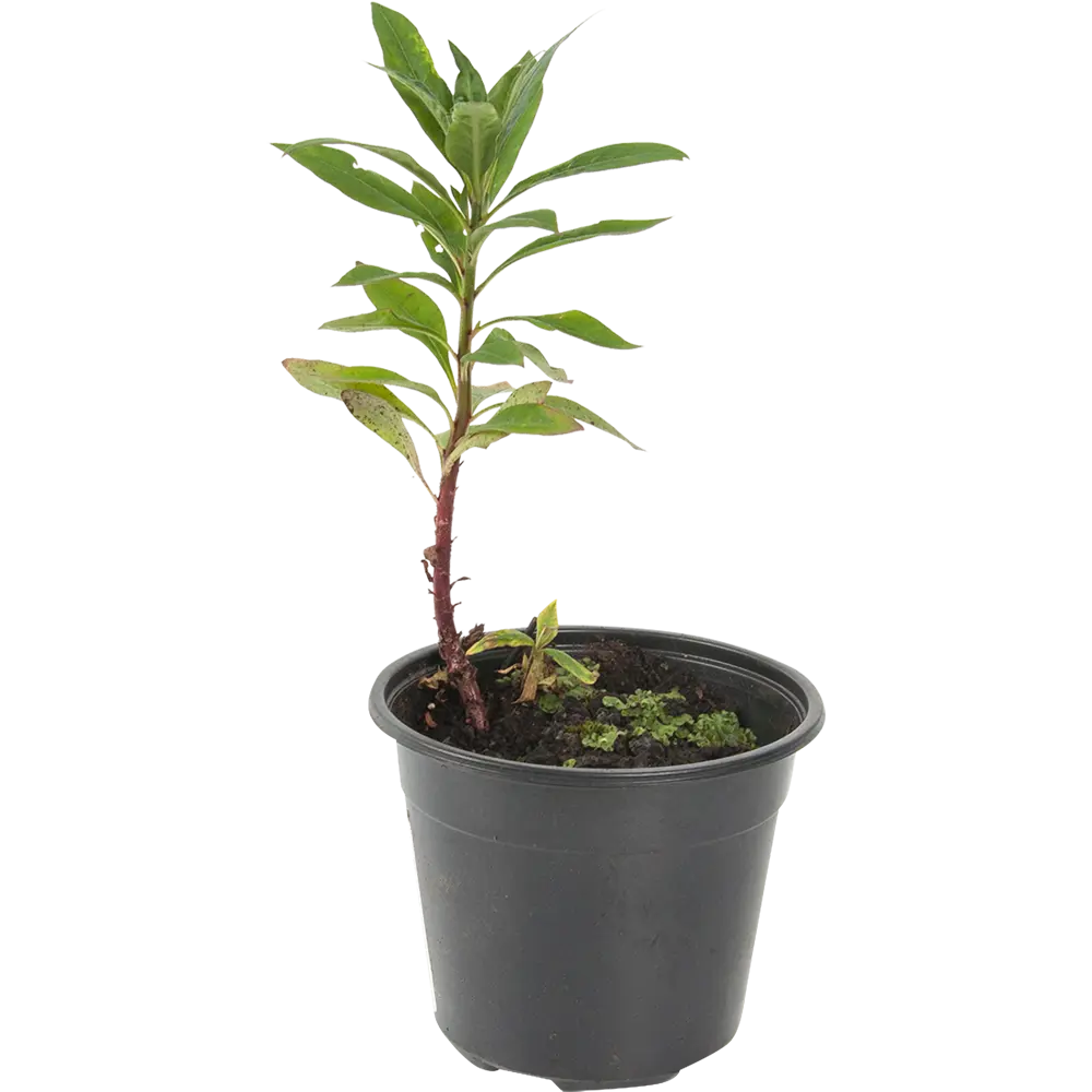 Вербейник клетровидный 14x40 см PLANTMARKET STLM-2115546