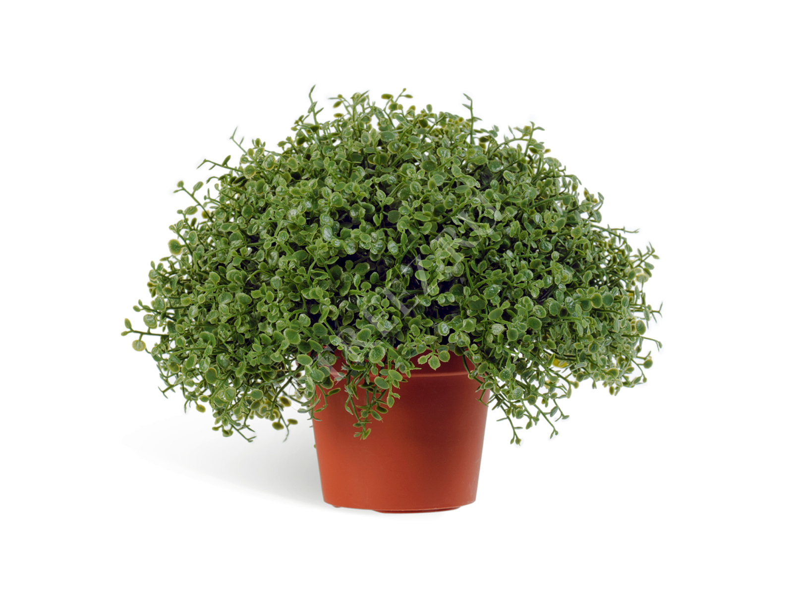 20.5927N Рясковый мох в горшочке Цветочная коллекция 