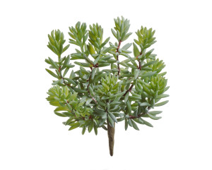 20.091609 Суккулент Седум куст зелёный Цветочная коллекция