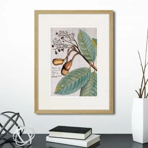Литография на тонированной бумаге 42х32 см Exotic plants of the world №5, 1815 (I) КАРТИНЫ В КВАРТИРУ  264347 Белый;коричневый;разноцветный