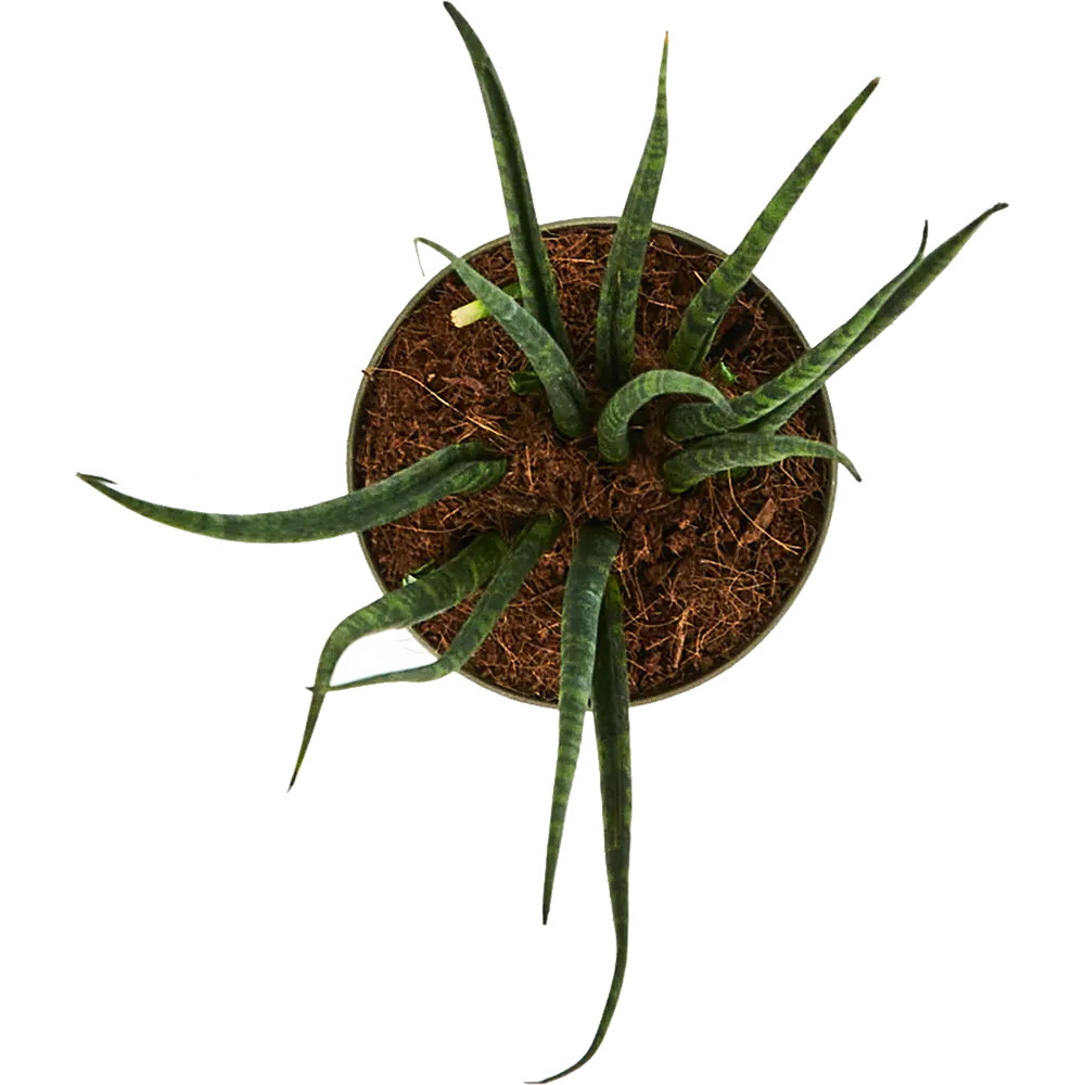 Сансевиерия Фернвуд Santreyd — декоративное комнатное растение с трубчатыми листьями 87819653 STLM-0963900 - Вид №2