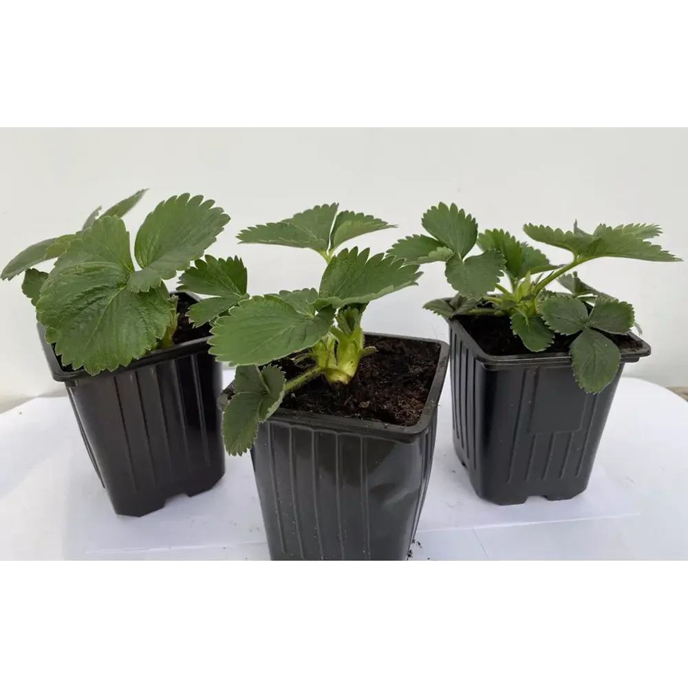 Саженцы земляники Вима Занта от Santreyd - ранний урожайный сорт 89366446 STLM-0964500