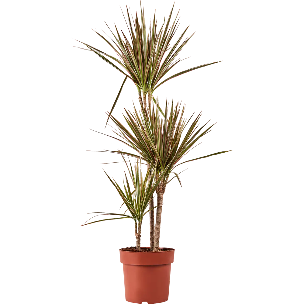 Santreyd Драцена Биколор — изящное комнатное растение с резными листьями 86728029 STLM-1544181