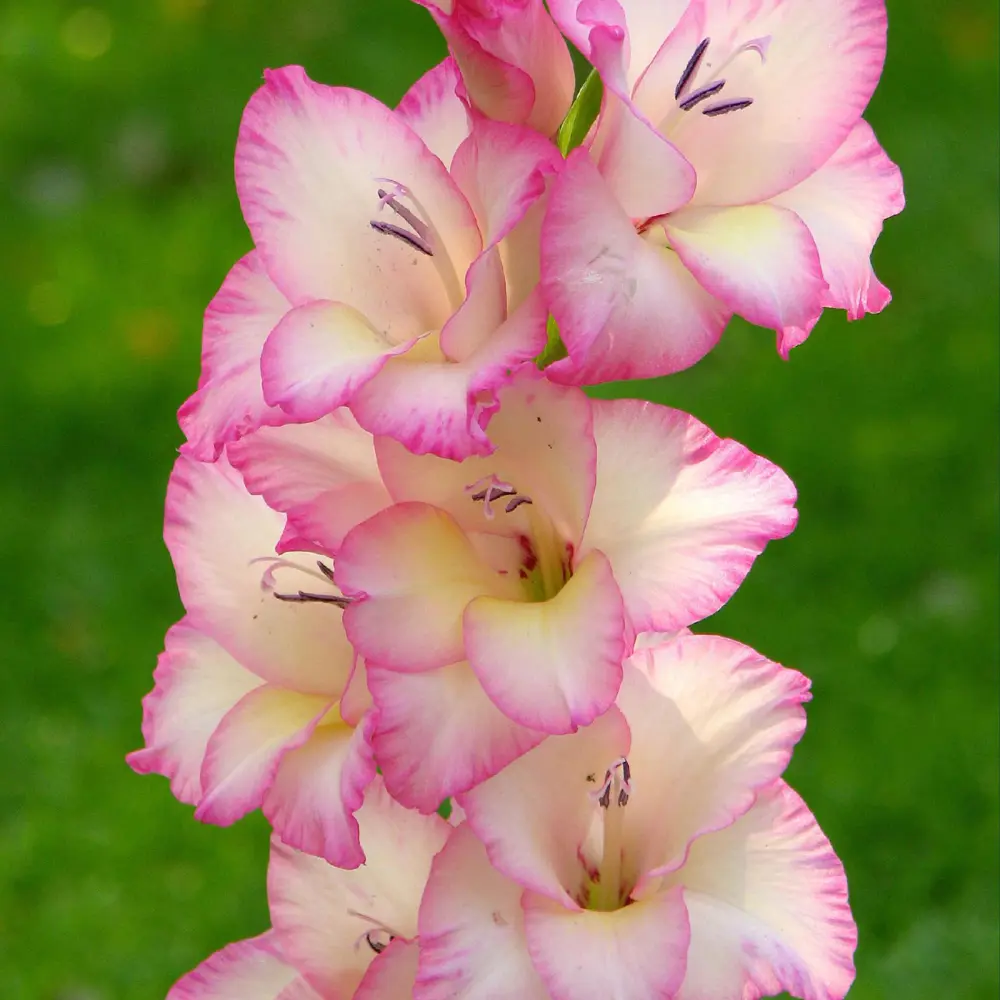 Гладиолус «Pink Soledo», 12х14 см 13488885 STLM-2127148 GEOLIA 
