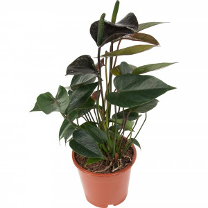84450765 Антуриум Блэк лав ø12 h35 см