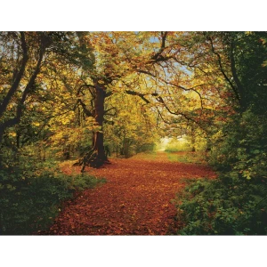 Фотопанно бумажное «Autumn Forest», 388х270 см 17831986 STLM-2100768