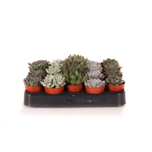 Эхеверия микс - суккулент для домашнего озеленения ø5.5 см 89434657