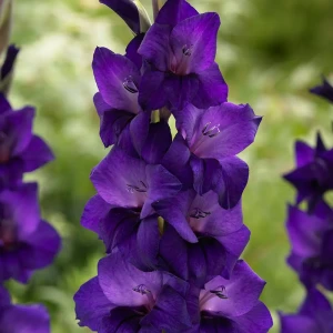 Гладиолус «Purple Flora», 10х12 см