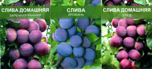 86710679 Слива в ассортименте ø12 h120 см STLM-0070883 Santreyd