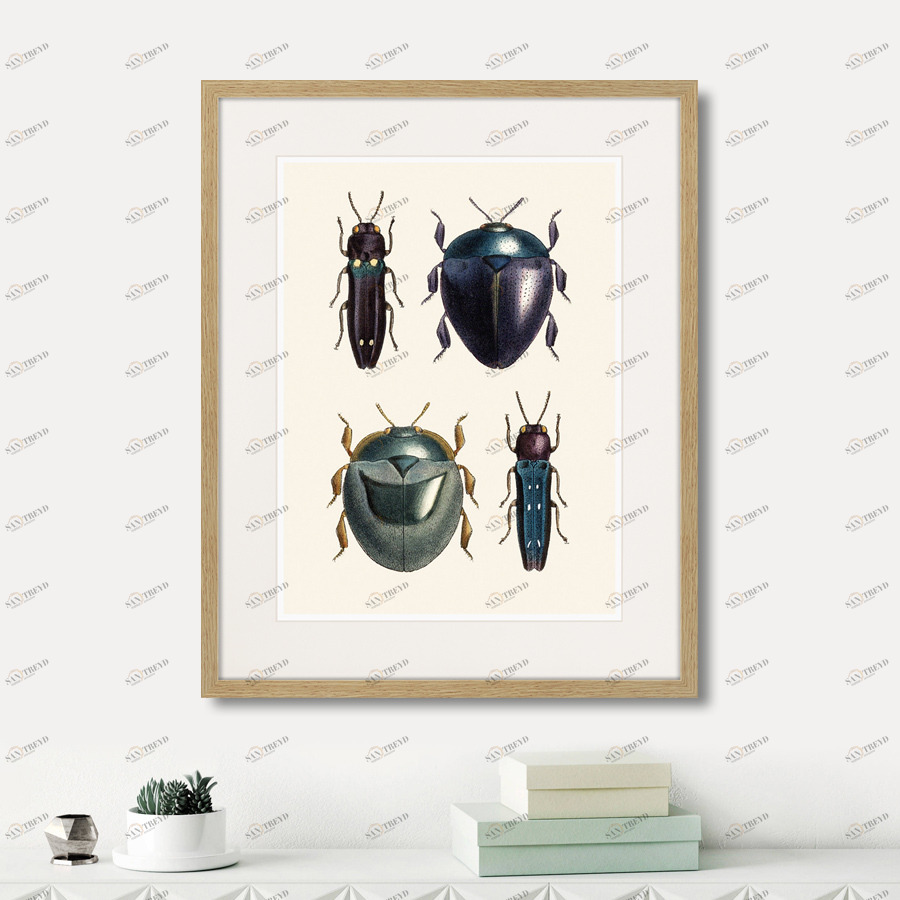 Картина в раме 52х42 см Assorted Beetles №1, 1735г. КАРТИНЫ В КВАРТИРУ  264411 Бежевый;черный 