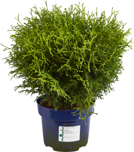 84832936 Туя западная Тини Тим ø22 h55 см STLM-0055815 PLANTMARKET