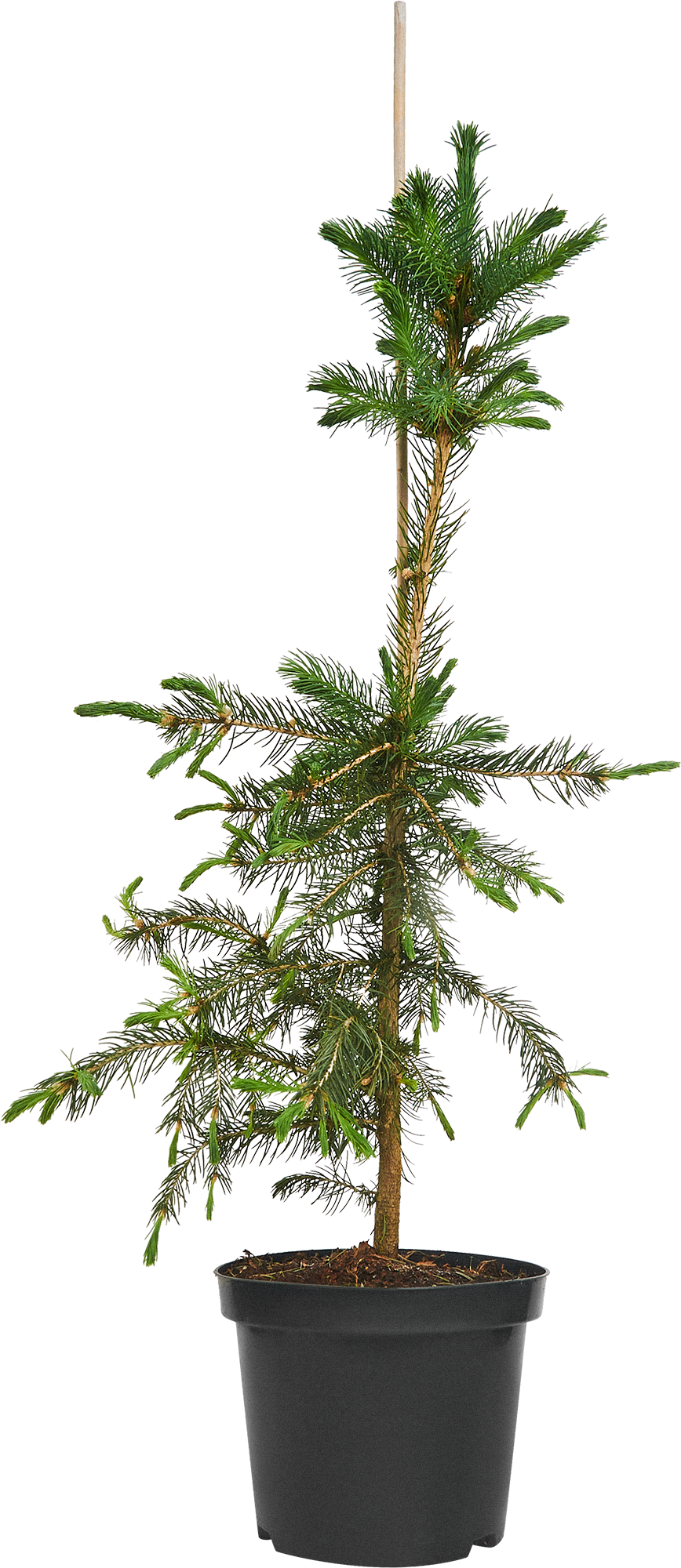 Ель сербская Santreyd - изящное хвойное украшение для сада 87718641