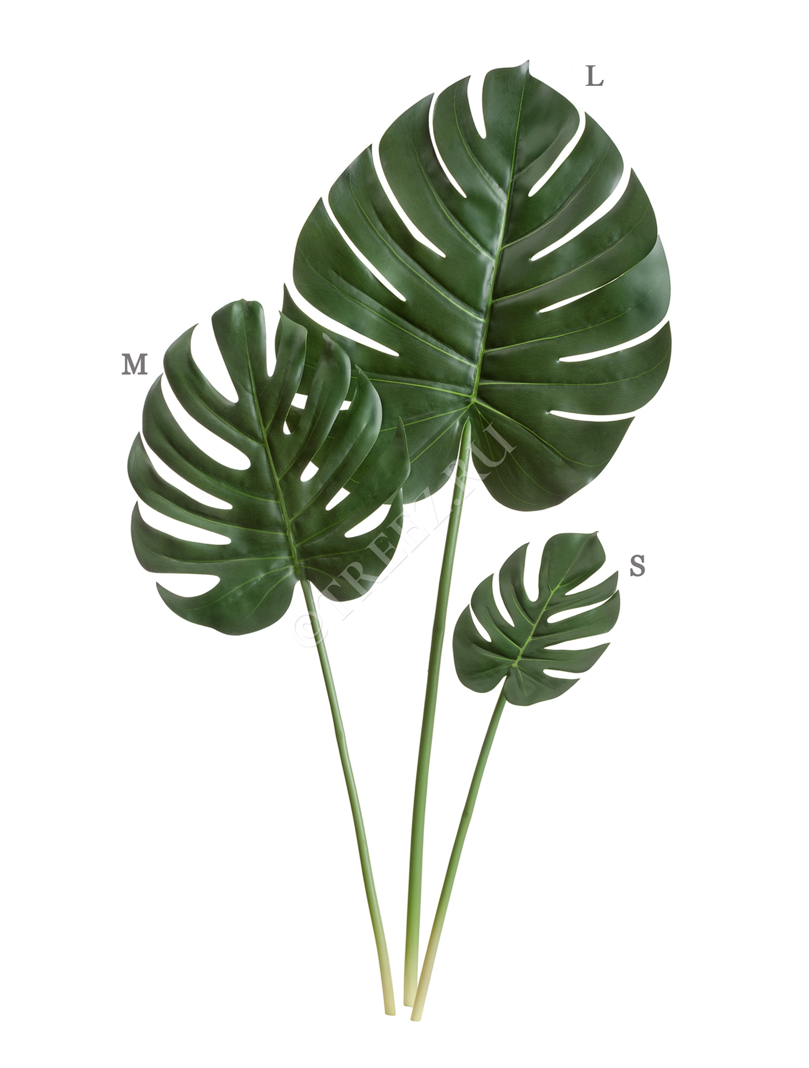 30.0618230L Лист Монстеры Биг Цветочная коллекция  - Вид №1