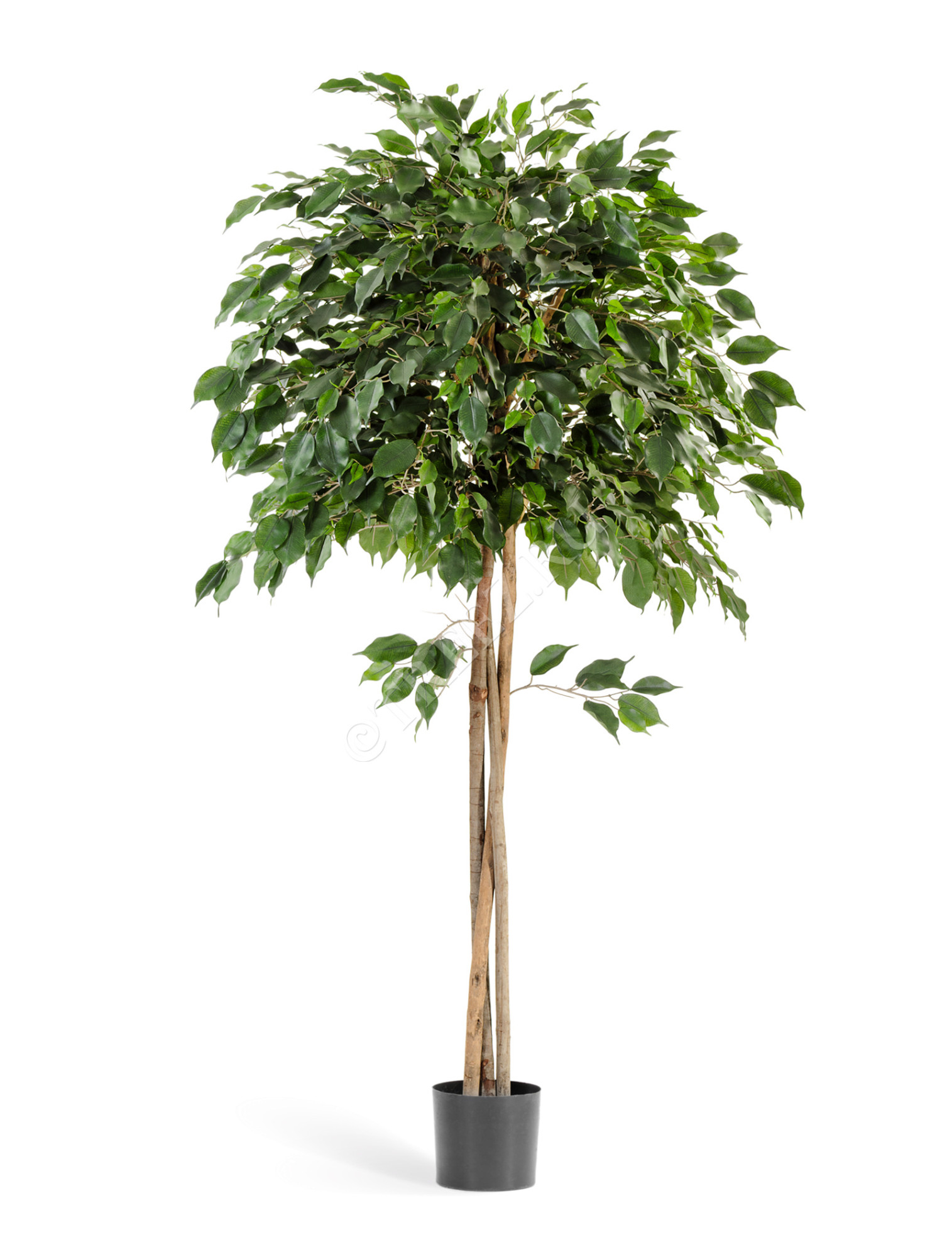 10.32605N Фикус Бенджамина зонтичный Цветочная коллекция 