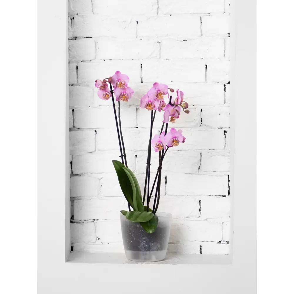Горшок цветочный Ingreen Vienna Orchid ø16 см 2 л пластик прозрачная вода 89411073 STLM-2087010 - Вид №1