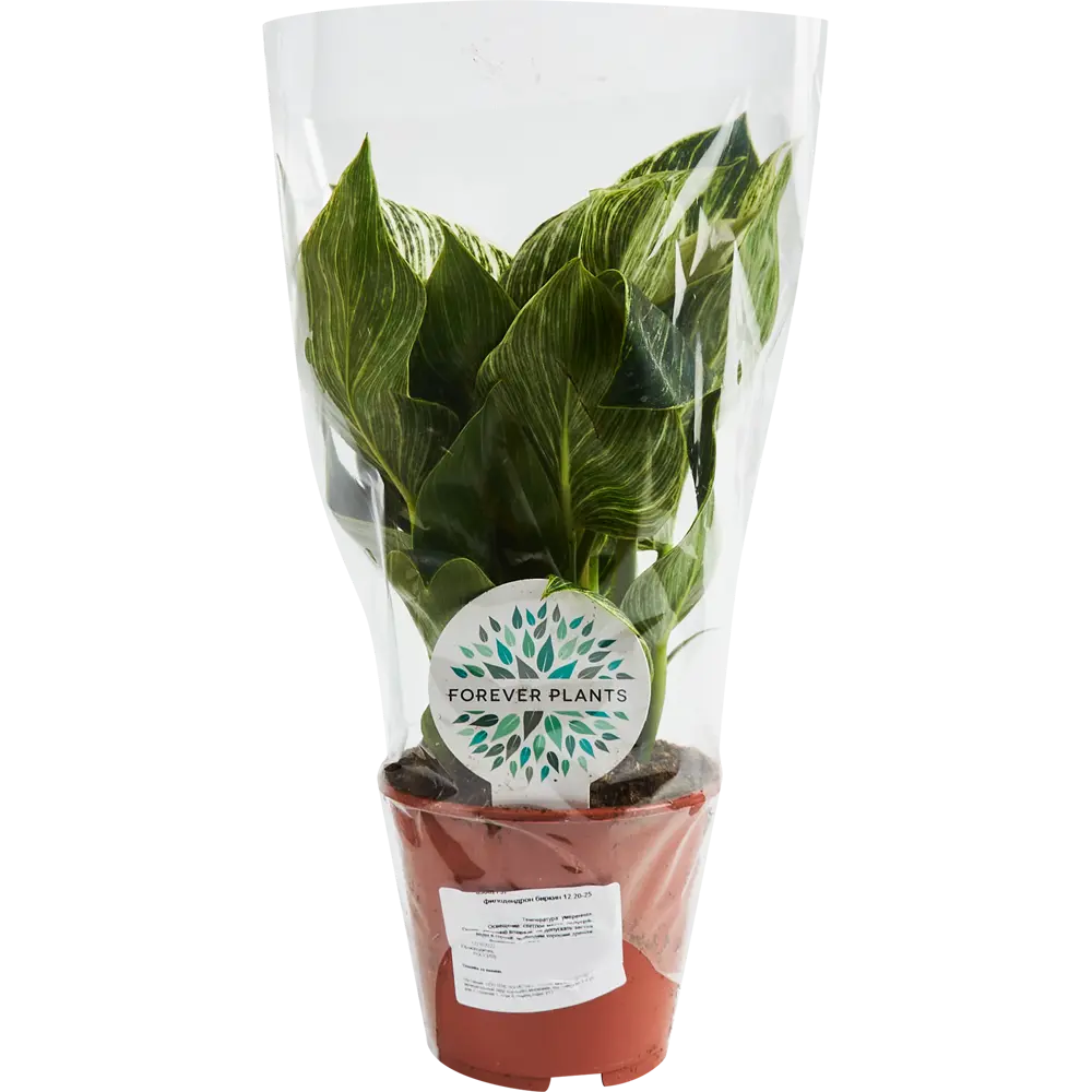 Филодендрон Биркин Santreyd — комнатное растение с контрастными листьями 85062737 STLM-0058077 - Вид №1