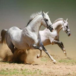 WP01269 Фотообои Verol Фотообои decoline 1х1 м