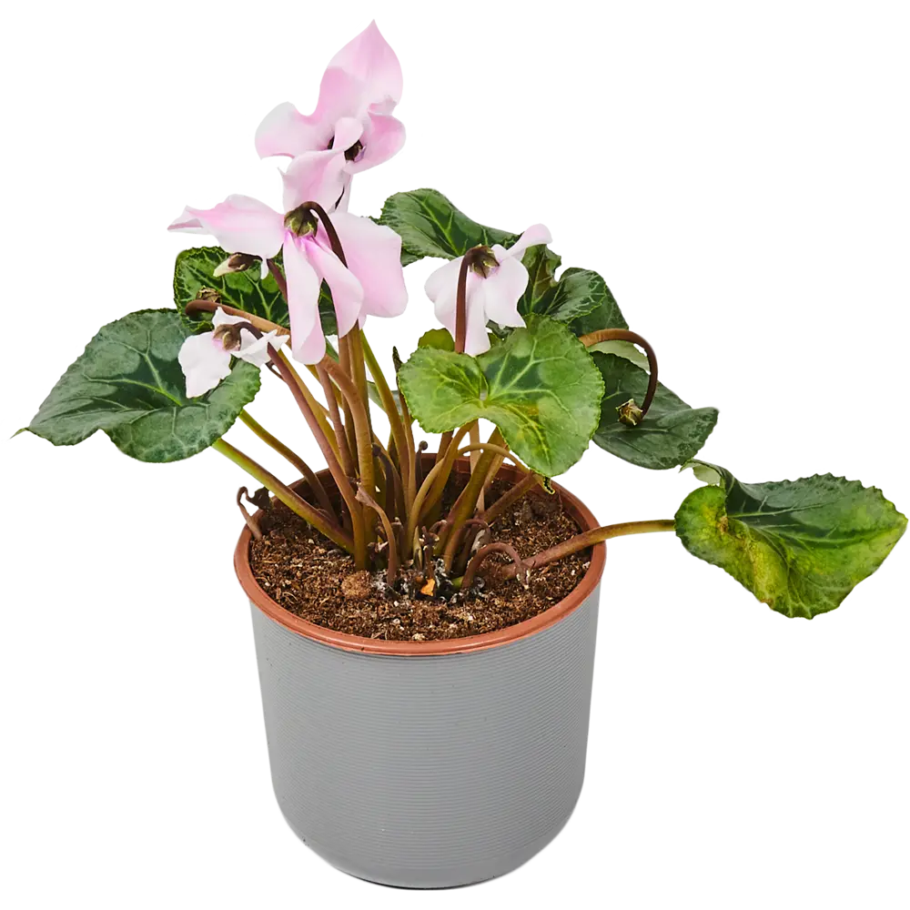 Santreyd Цикламен микс Премиум - многолетнее цветущее чудо для дома и сада 18438852 STLM-1370534