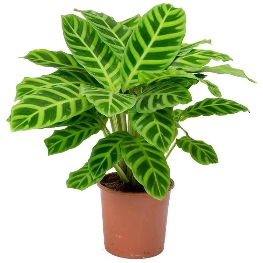Santreyd Калатея Зебрина — живой узорчатый акцент для интерьера 89352920 STLM-0951138