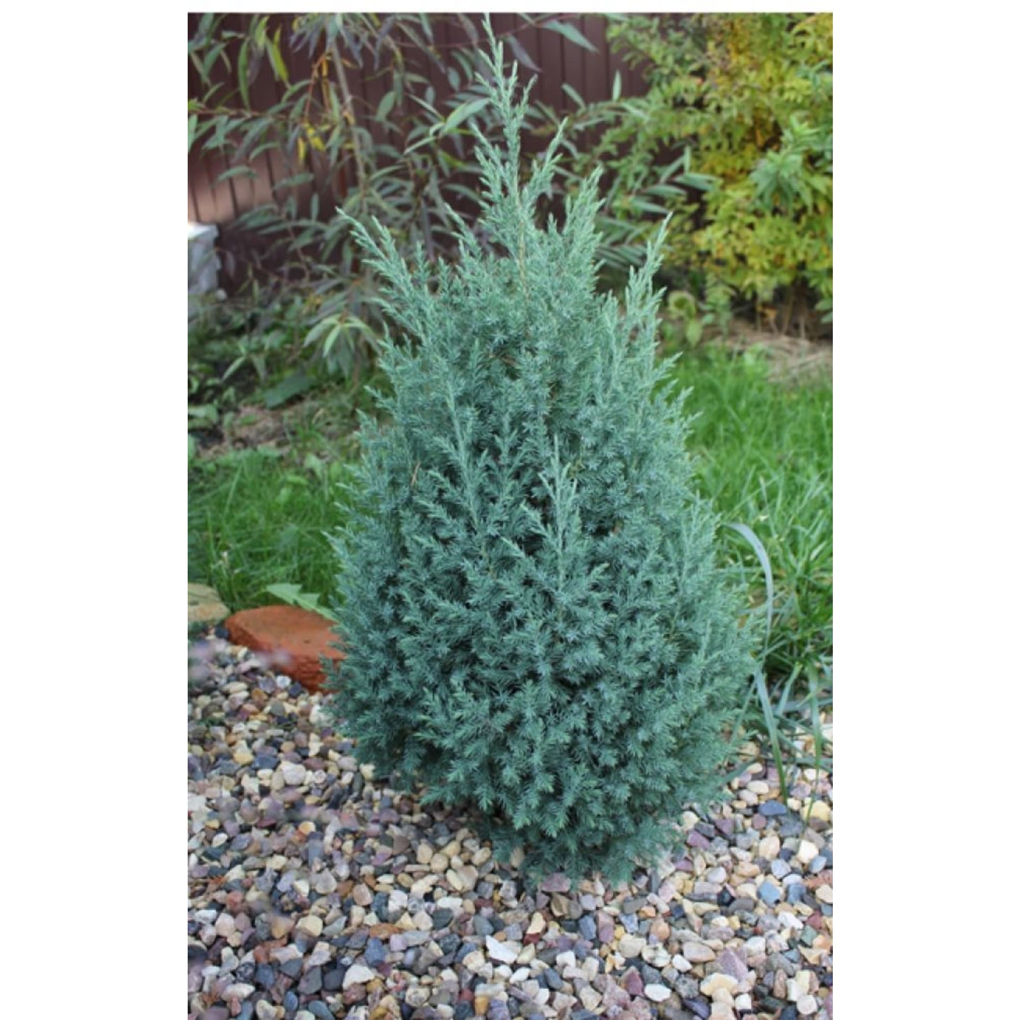 84872963 Можжевельник китайский Стрикта h10 см Santreyd 