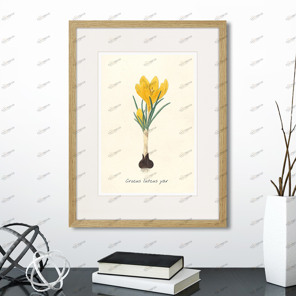 Картина в раме 32х42 см Botany illustration №10, 1836г. КАРТИНЫ В КВАРТИРУ  264493 Желтый;зеленый;разноцветный 