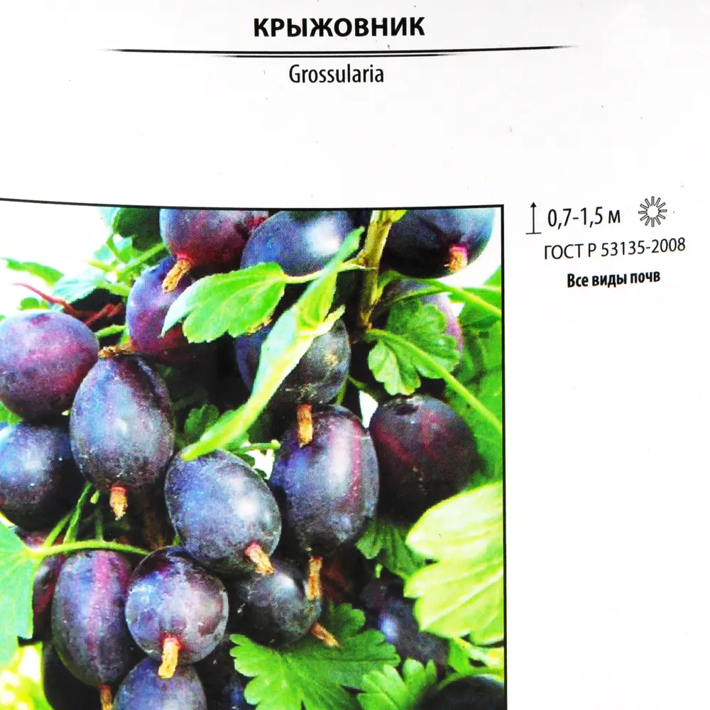 Крыжовник микс Santreyd - сортовой саженец для богатого урожая 82585422 STLM-0030737 - Вид №1