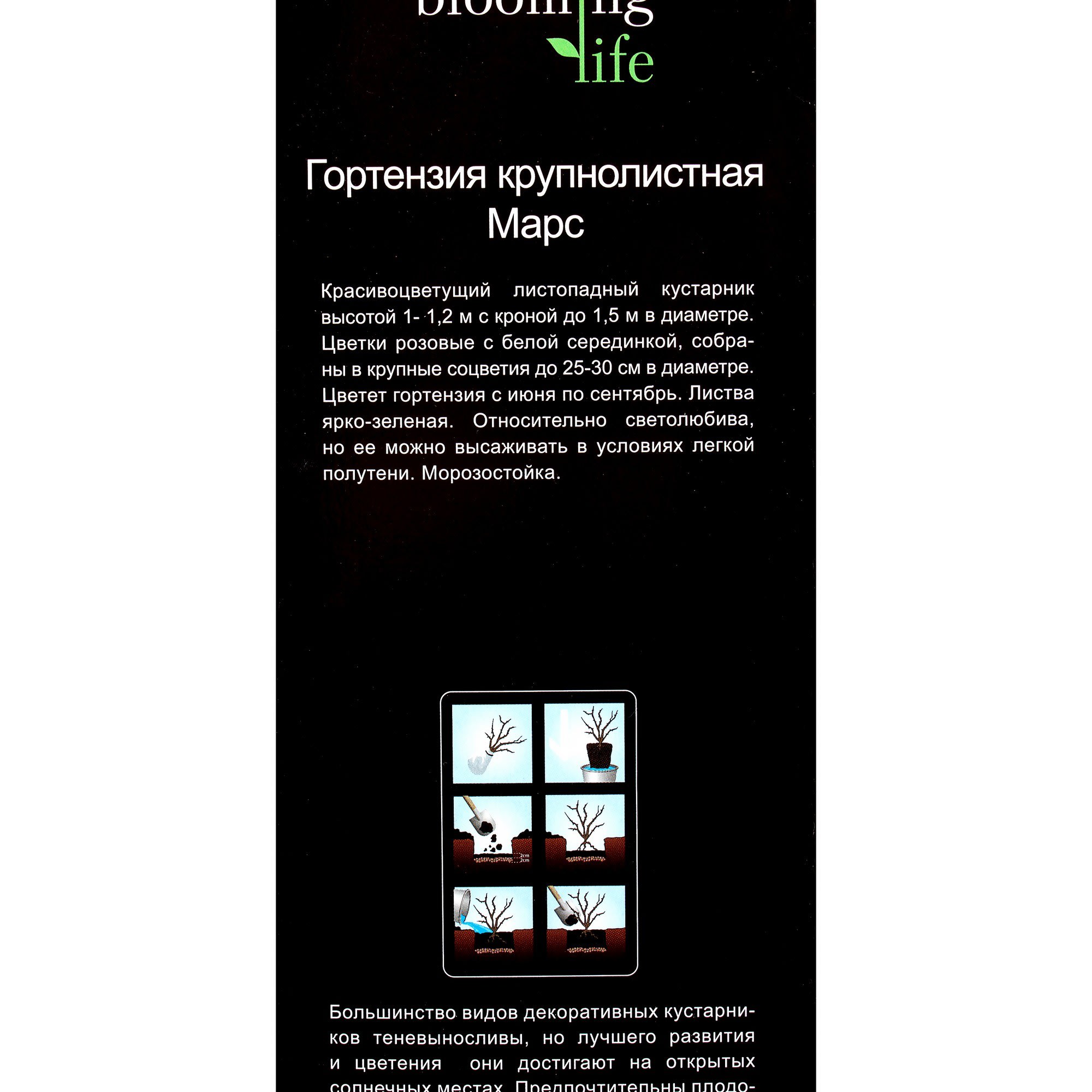 81948494 Гортензия крупнолистовая «Марс» (в тубе) Santreyd  - Вид №2