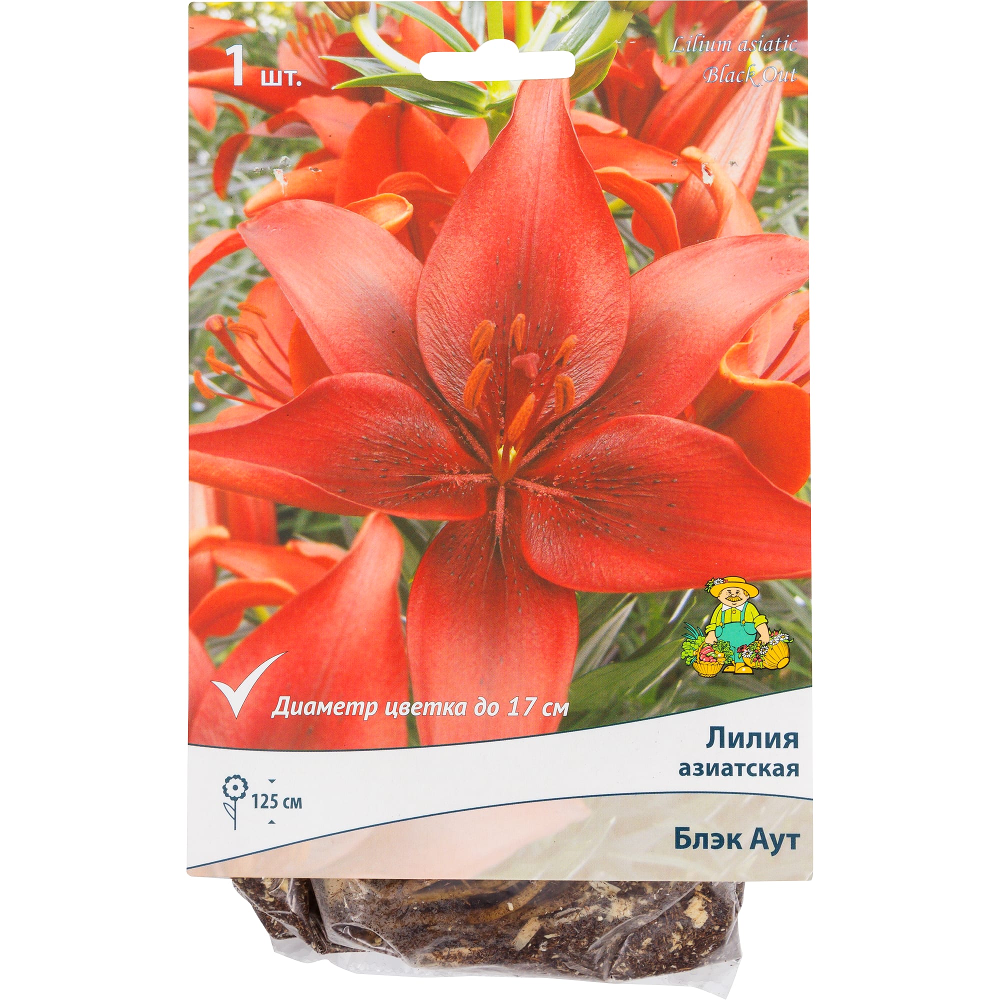 82118708 Лилии азиатские «Блэк Аут», размер луковицы 14/16, 1 шт Santreyd 