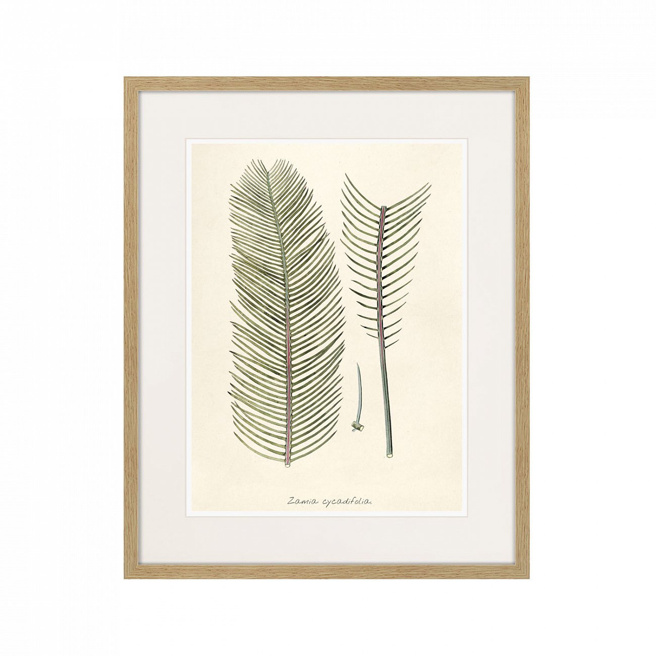 Картина в раме 52х42 см Fragmenta botanica №9, 1809г. КАРТИНЫ В КВАРТИРУ  264317 Бежевый;серый;разноцветный  - Вид №1