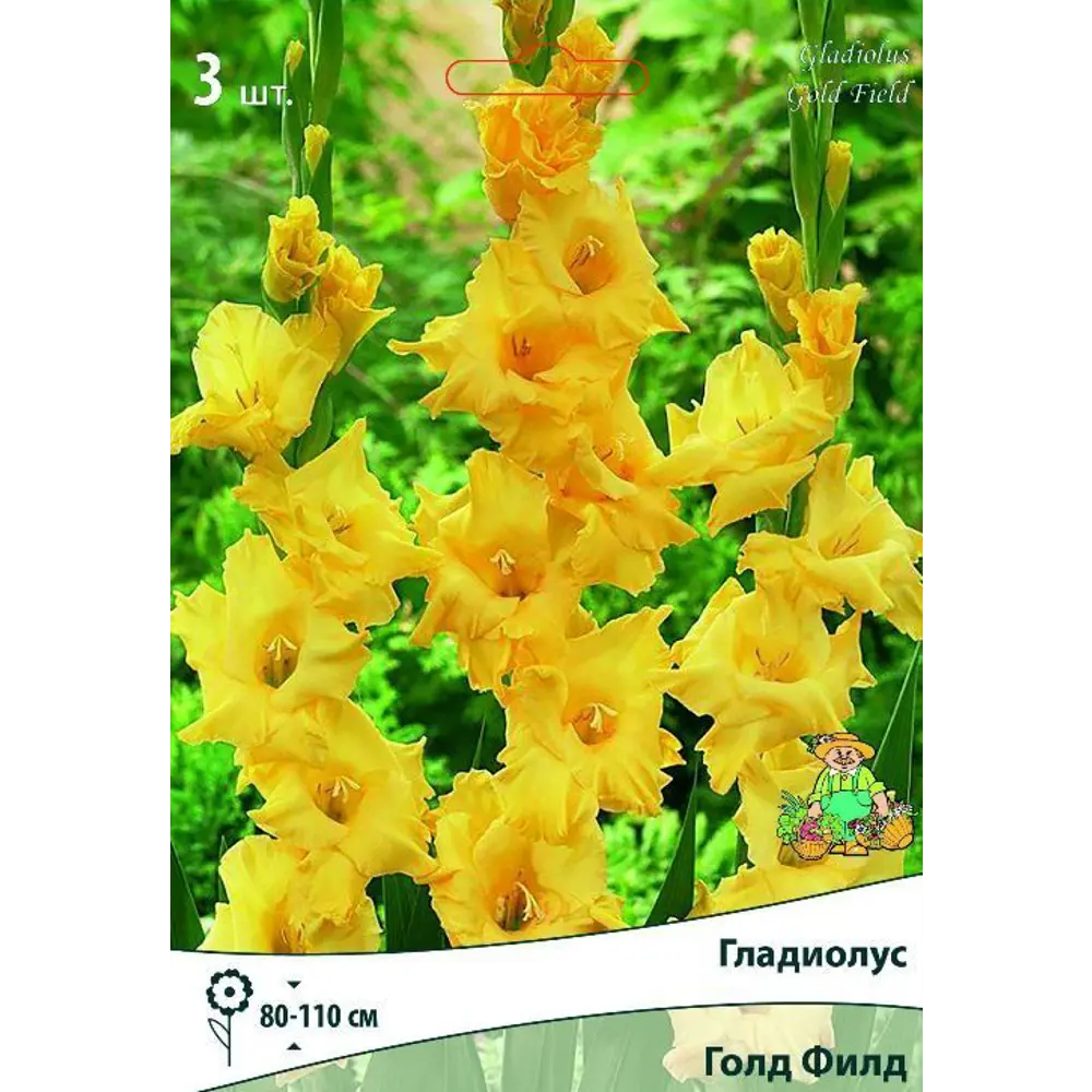 Гладиолус крупноцветковый Голд Филд, 3 шт. 89351786 STLM-2127357 ПОИСК 