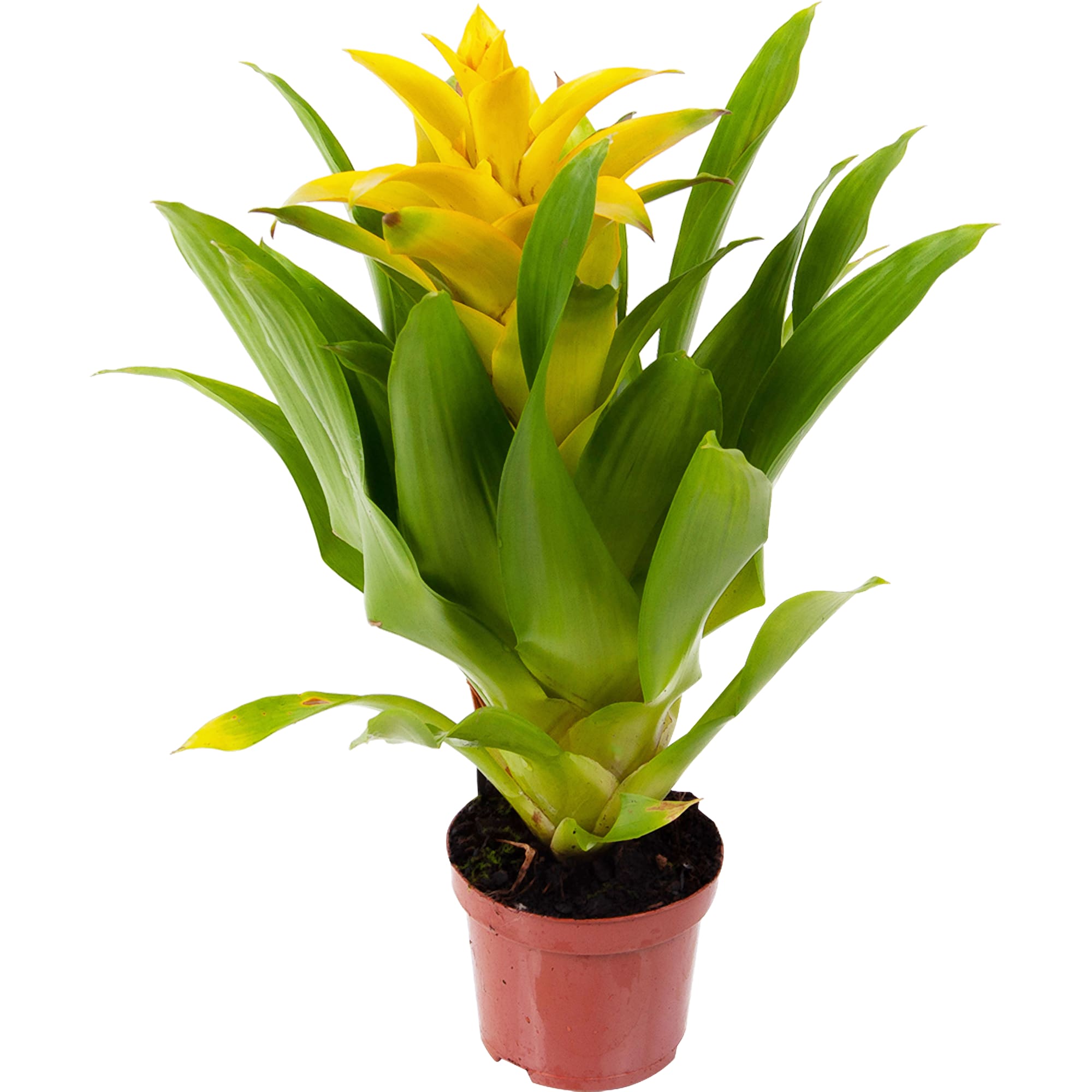 82548578 Гузмания Капкейк микс 9х40 см Santreyd 