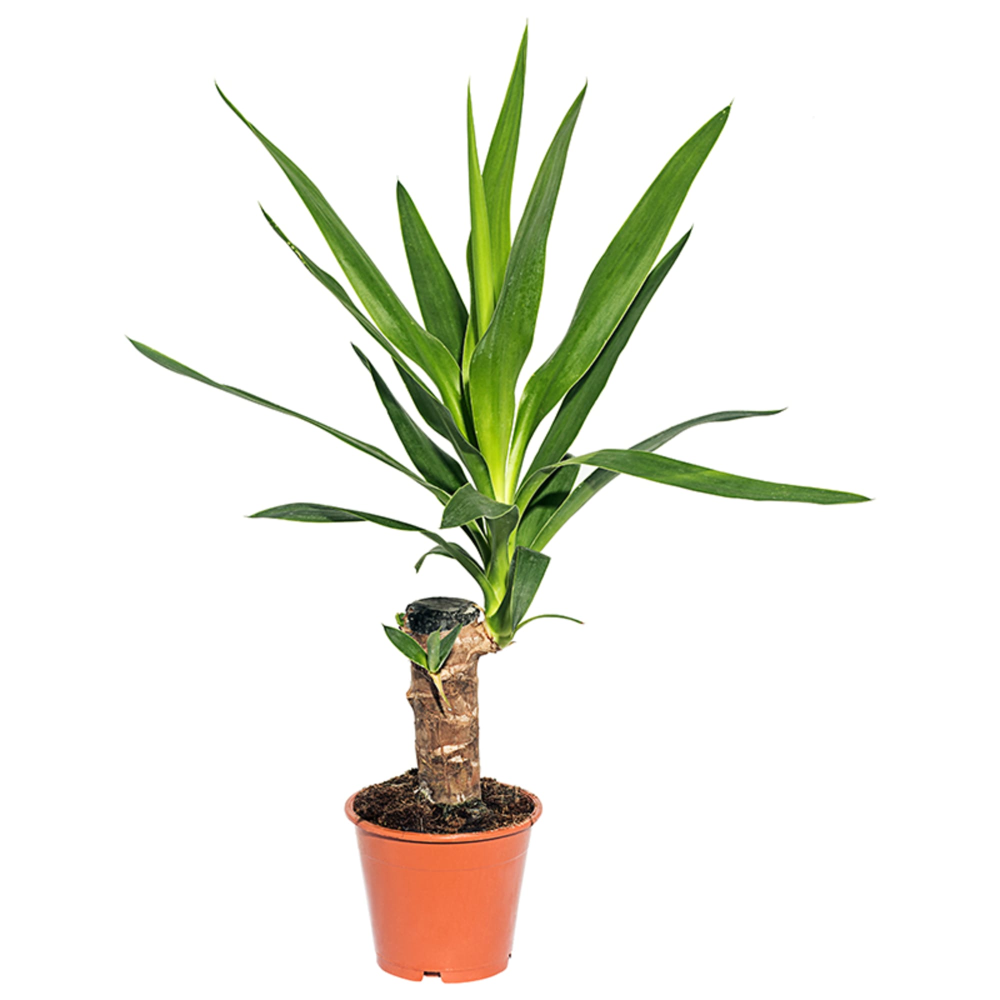 13534319 Юкка Штамп 11х55 см Santreyd 