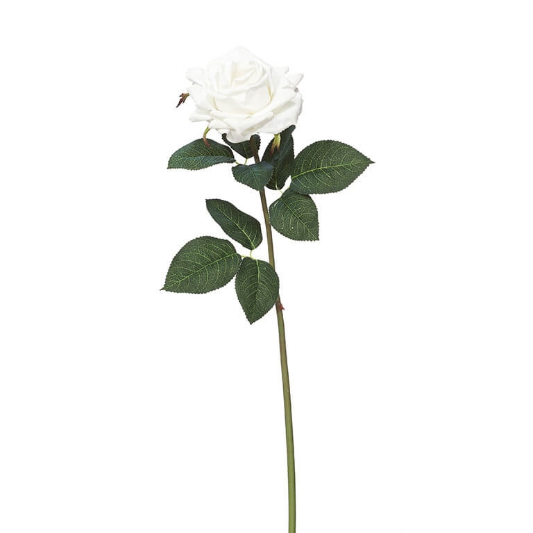 210318-10 ABHIKA РОЗА СПРЕЙ WHITE 