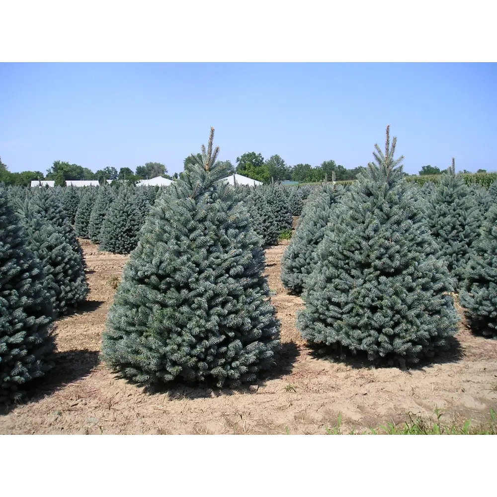 Ель колючая Фат Альберт ø22 h65 см 84834196 STLM-2030947 PLANTMARKET 