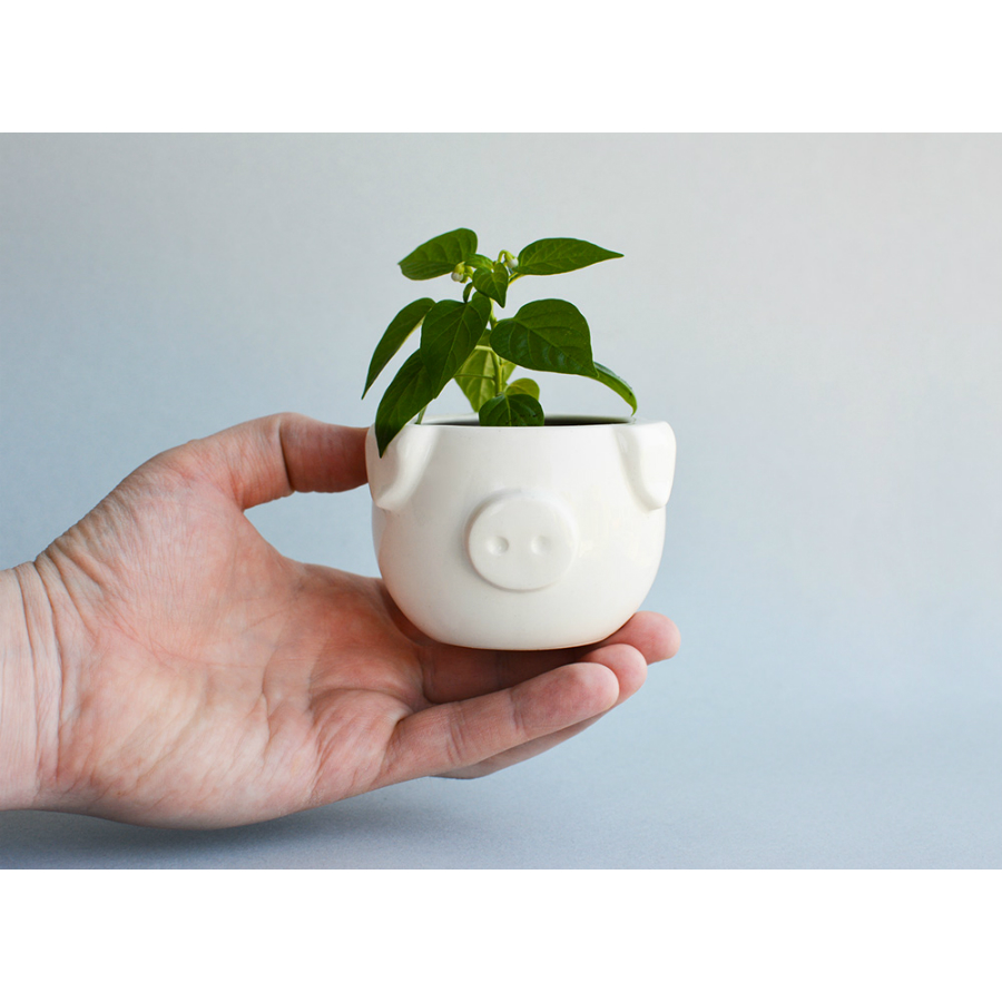 Набор для выращивания eco мини-капшо «Минипиг» ЭКОЧЕЛОВЕКИ  254617 Белый  - Вид №3