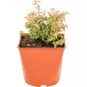 18321224 Спирея ниппонская С1, 25 см