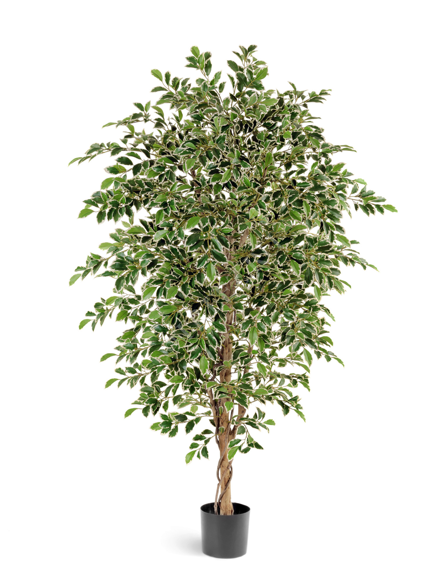 10.33205NW Фикус Фолиа пёстрый Цветочная коллекция 