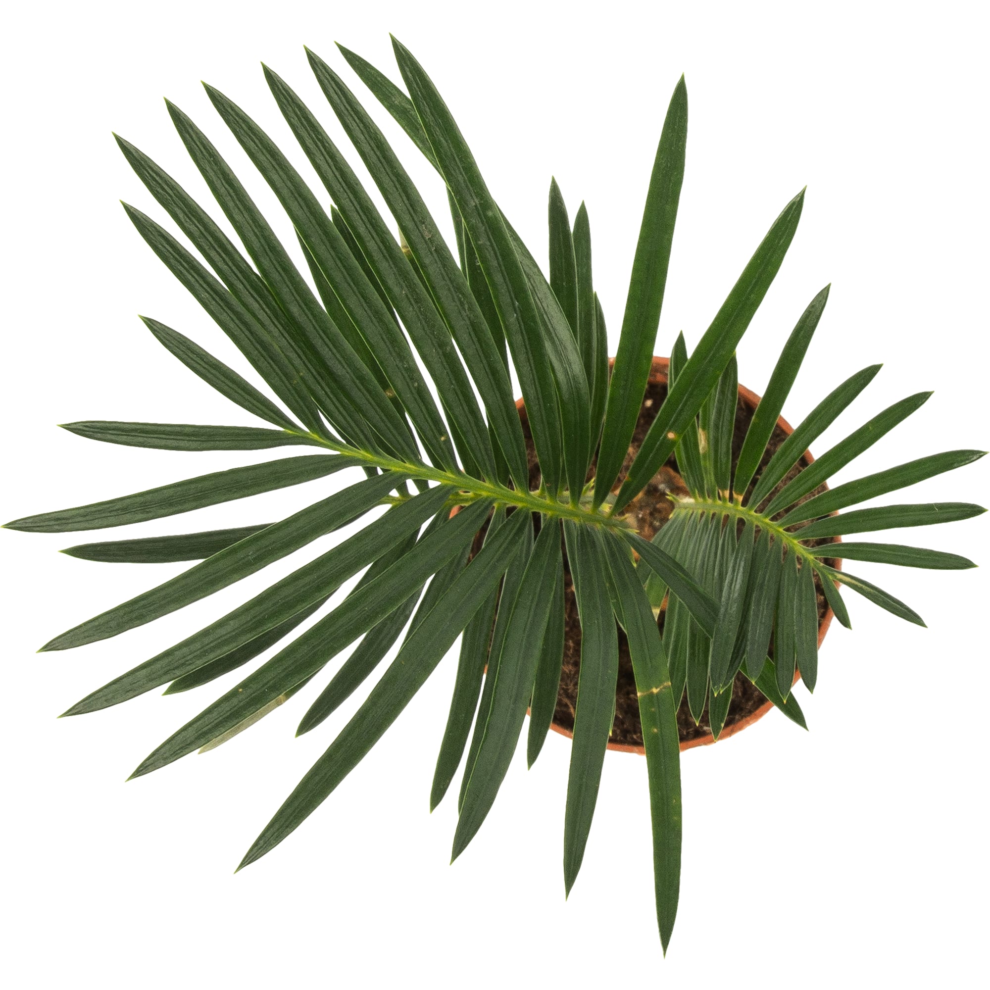 82578957 Цикас революта d7 h20 Santreyd  - Вид №1