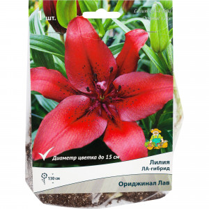 82000197 Лилия ЛА-гибрид «Ориджинал Лав», высота 50 см, 1 шт.