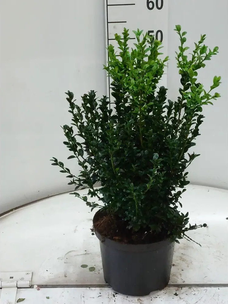 89365397 Самшит вечнозеленый куст ø23 h50 см STLM-0961466