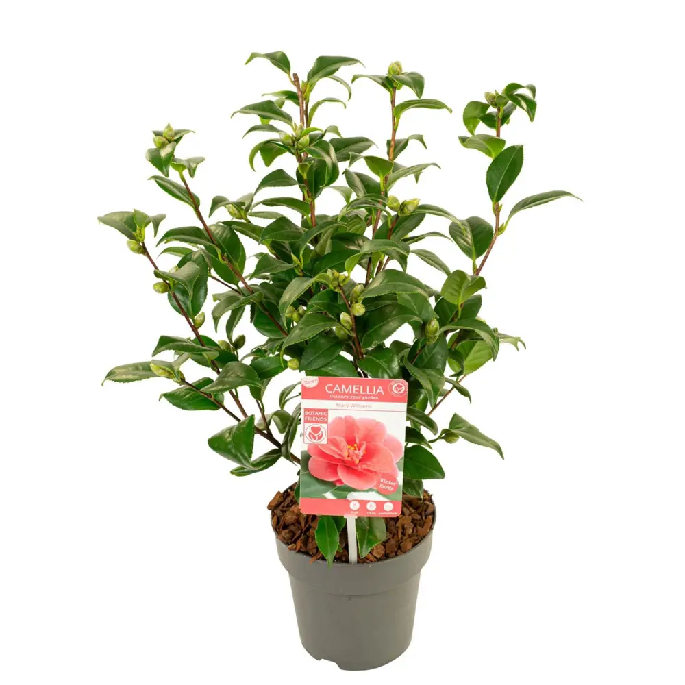 Камелия японская комнатная Ø14 см 89356272 Santreyd STLM-1580044 - Вид №1