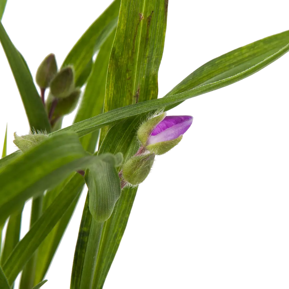 Традесканция «Конкорд Грейп» 14x40 см 82625244 STLM-2114862 PLANTMARKET  - Вид №1