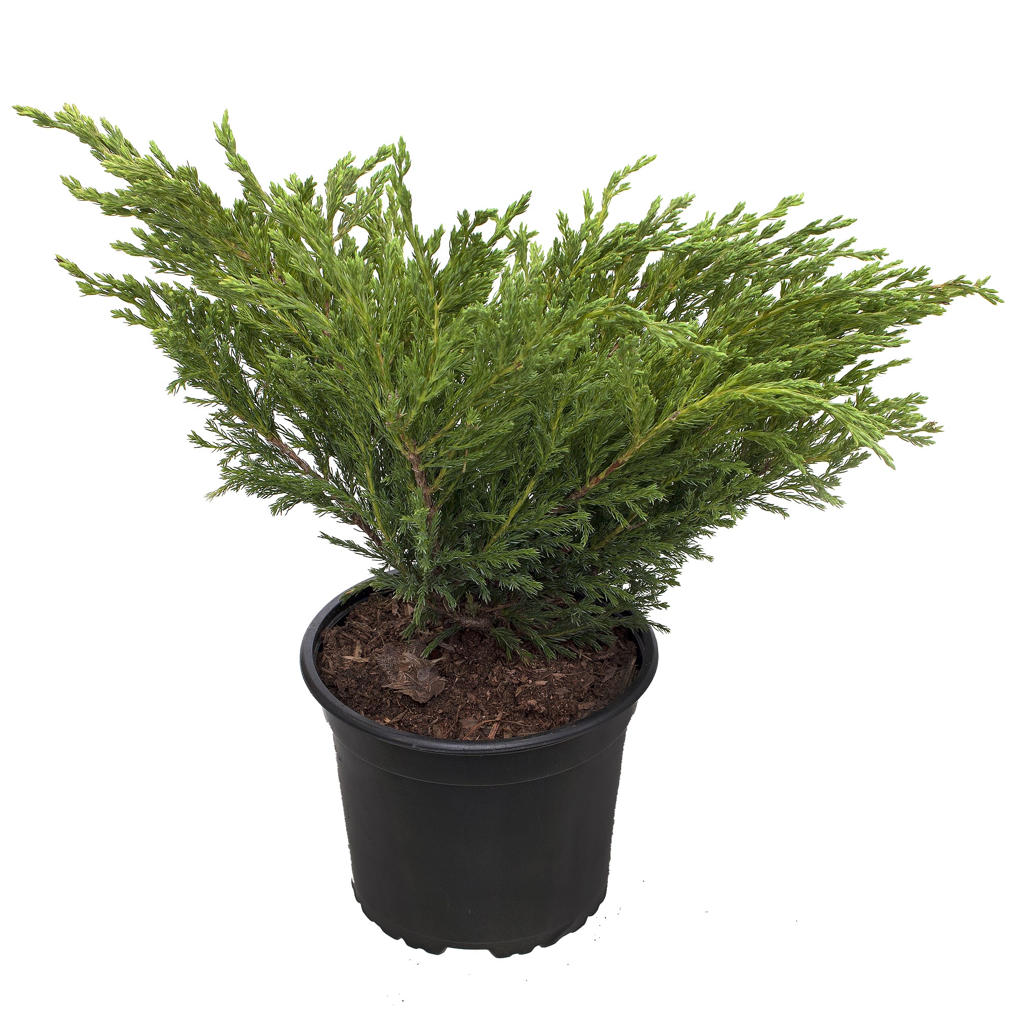 18382983 Можжевельник горизонтальный «Андорра Компакт», 17х30-40 см Santreyd 