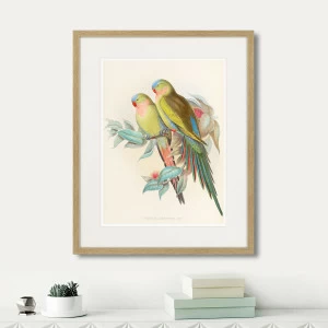 Картина в раме 52х42 см Love parrots, 1850г. КАРТИНЫ В КВАРТИРУ  264533 Желтый;коричневый;разноцветный