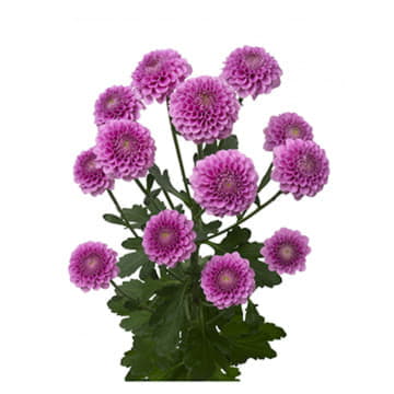 Хризантема са рубинка 55 см Santreyd 25032