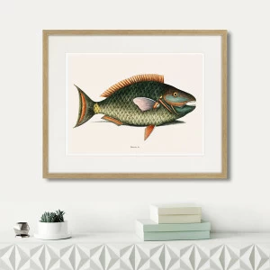 Картина в раме 52х42 см Marine life №5, 1725г. КАРТИНЫ В КВАРТИРУ  264306 Коричневый;серый;разноцветный