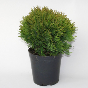 84832952 Туя западная Даника ø9 h15 см STLM-0055817 PLANTMARKET