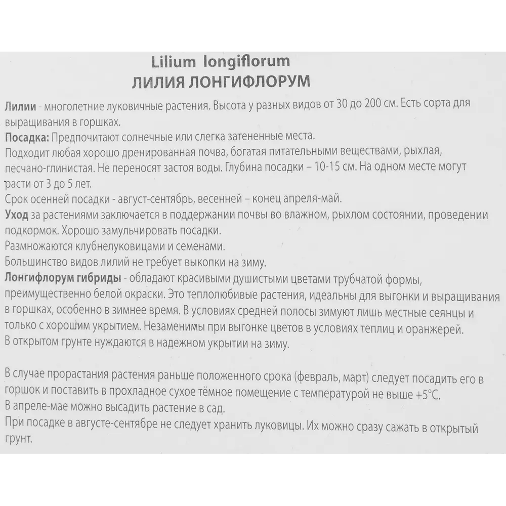Лилия лонгифлорум Мияби ПОИСК STLM-2145983 - Вид №2