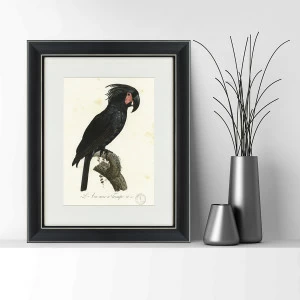 Литография на тонированной бумаге 42х52 см "Чёрный какаду, литография, 1820г" КАРТИНЫ В КВАРТИРУ  093803 Бежевый;белый;черный;разноцветный