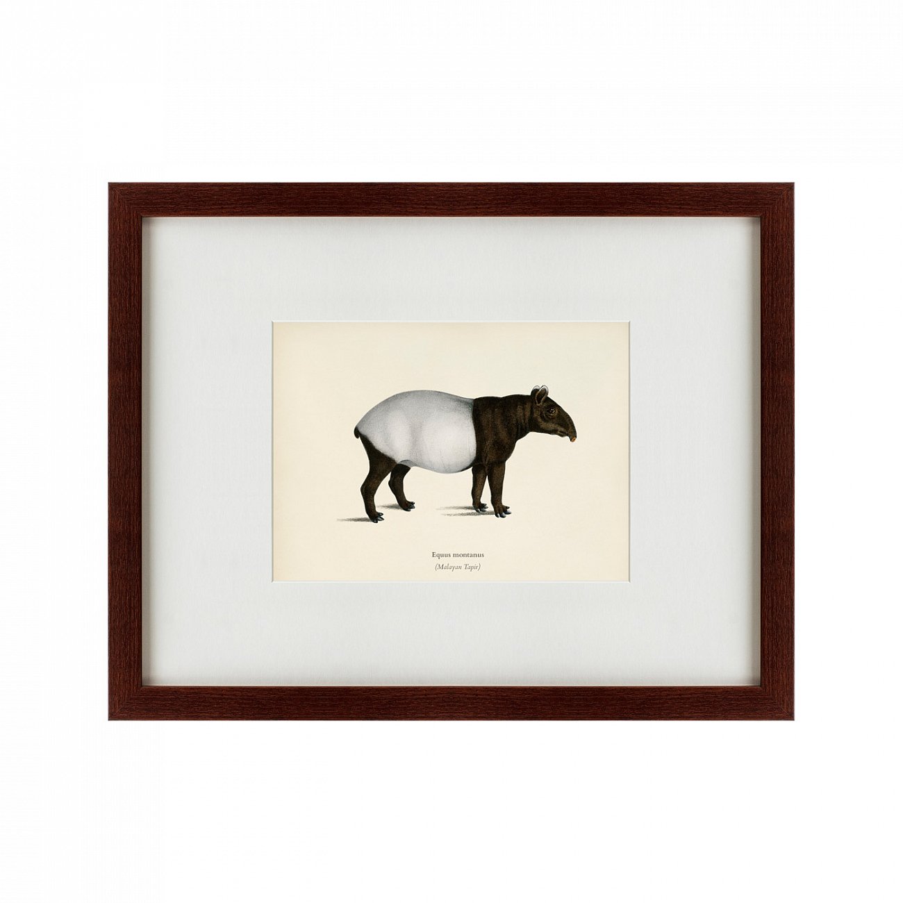 Картина тапир: Malayan Tapir, 1872 КАРТИНЫ В КВАРТИРУ  191745 Белый;коричневый  - Вид №1
